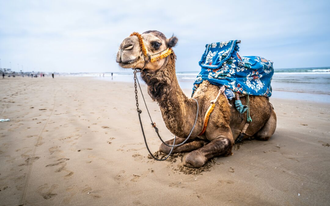 Tour de 7 Días desde Agadir vía Marrakech: Desierto, Atlas y Kasbahs