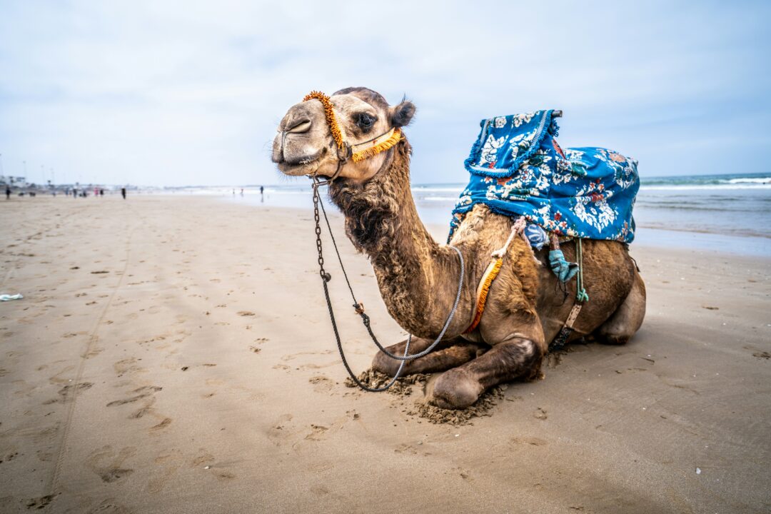 Tour de 7 Días desde Agadir vía Marrakech: Desierto, Atlas y Kasbahs