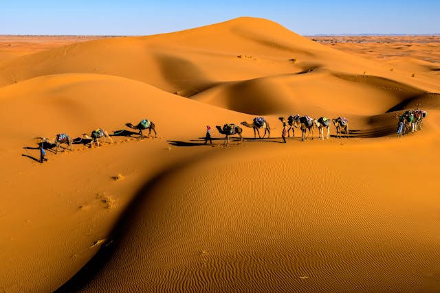 Camellos recorriendo las dunas del Sahara marroquí