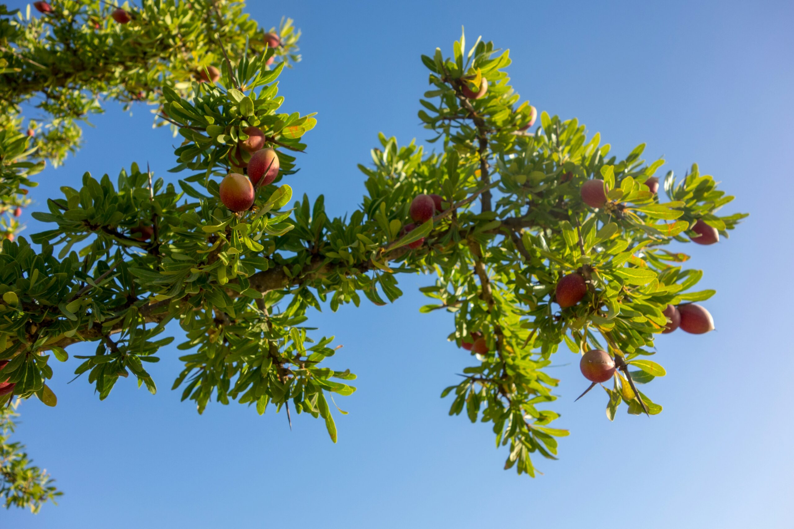 aceite de argán Marruecos