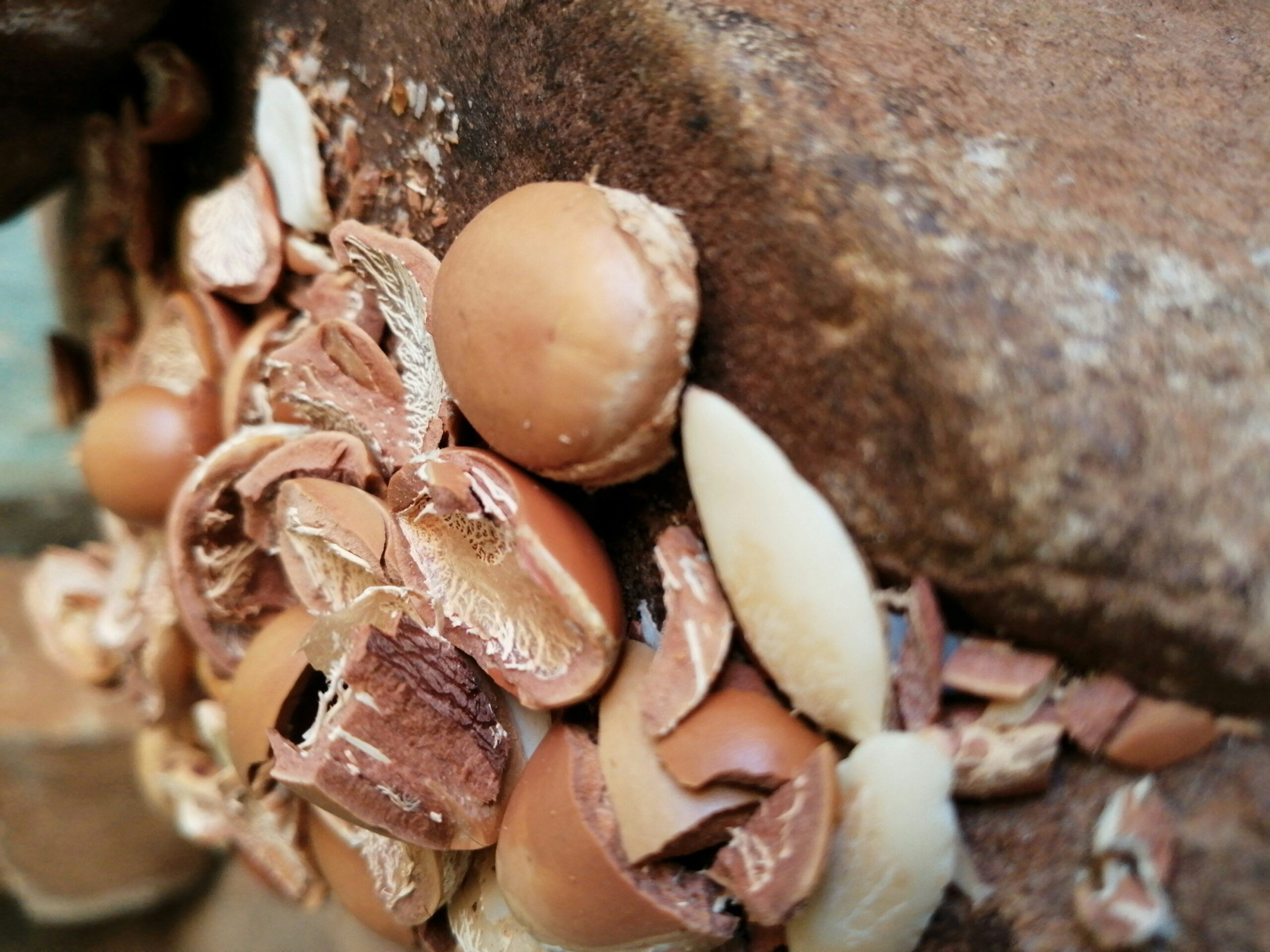  aceite de argán Marruecos
