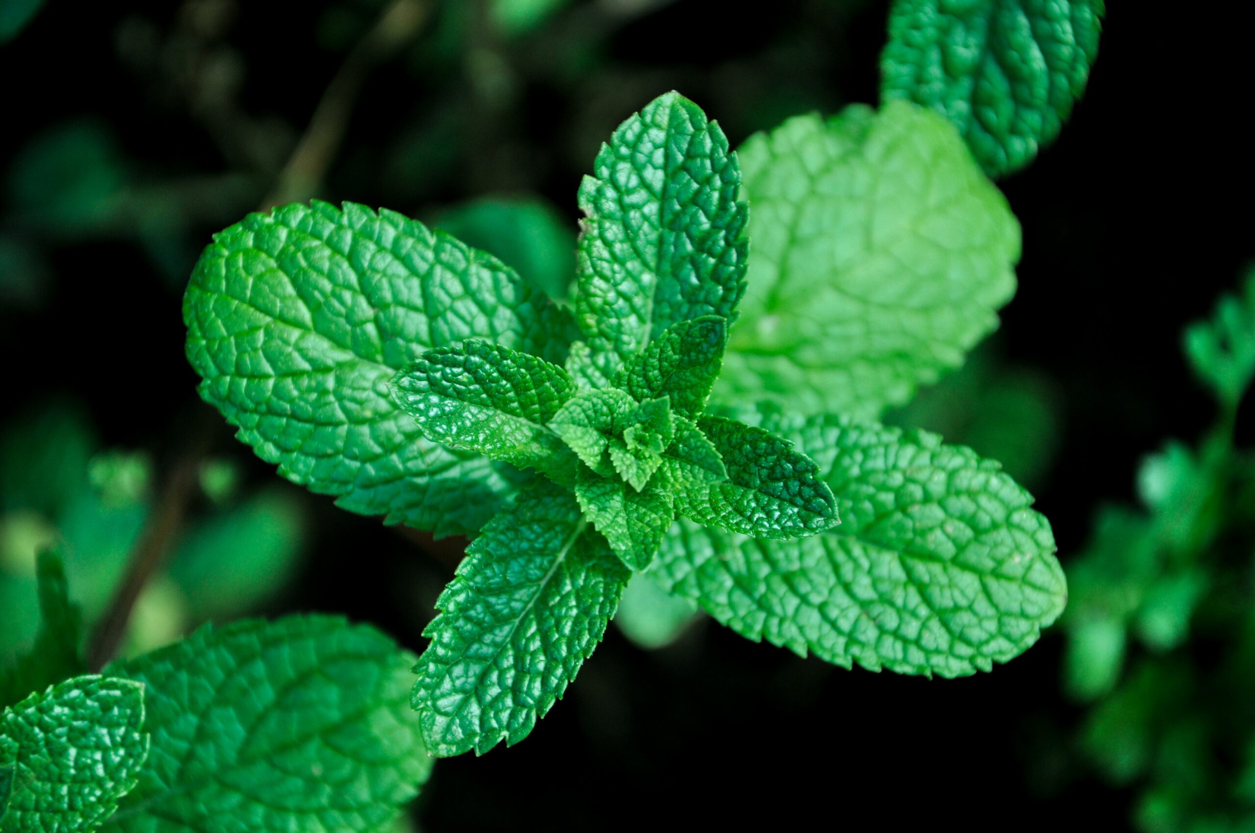 té marroquí menta significado