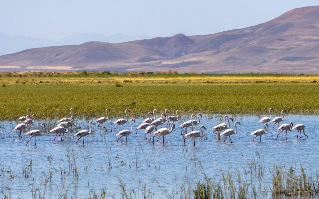 Khnifiss Lagoon: el humedal atlántico oculto de Marruecos