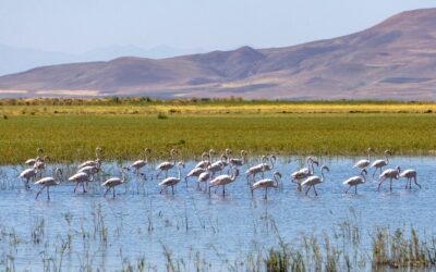 Khnifiss Lagoon: el humedal atlántico oculto de Marruecos